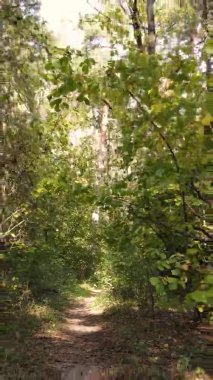 Ukrayna 'da bir sonbahar gününde bir orman manzarasının dikey videosu