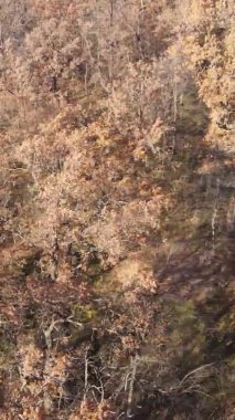 Ukrayna 'da bir sonbahar gününde bir orman manzarasının dikey videosu