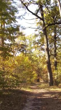 Ukrayna 'da bir sonbahar gününde bir orman manzarasının dikey videosu
