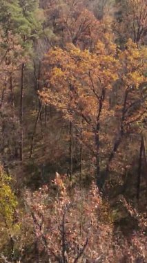 Ukrayna 'da bir sonbahar gününde bir orman manzarasının dikey videosu