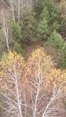 Ukrayna 'da bir sonbahar gününde bir orman manzarasının dikey videosu