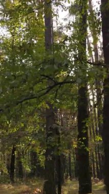 Ukrayna 'da bir sonbahar gününde bir orman manzarasının dikey videosu