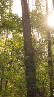 Ukrayna 'da bir sonbahar gününde bir orman manzarasının dikey videosu