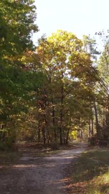 Ukrayna 'da bir sonbahar gününde bir orman manzarasının dikey videosu