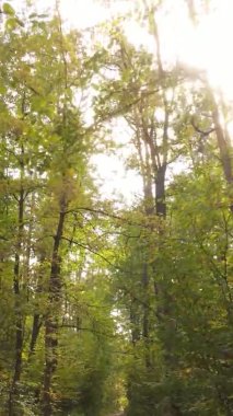 Ukrayna 'da bir sonbahar gününde bir orman manzarasının dikey videosu