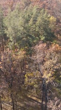 Ukrayna 'da bir sonbahar gününde bir orman manzarasının dikey videosu