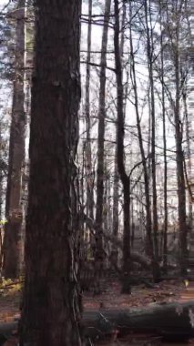 Ukrayna 'da bir sonbahar gününde bir orman manzarasının dikey videosu