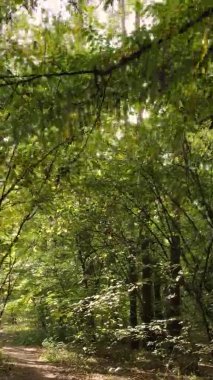 Ukrayna 'da bir sonbahar gününde bir orman manzarasının dikey videosu