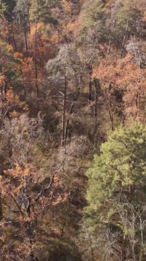 Ukrayna 'da bir sonbahar gününde bir orman manzarasının dikey videosu