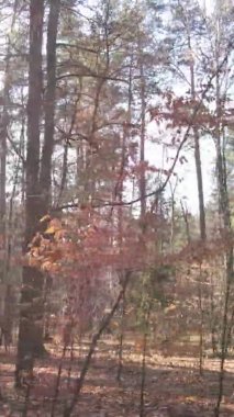 Ukrayna 'da bir sonbahar gününde bir orman manzarasının dikey videosu