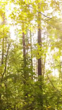 Ukrayna 'da bir sonbahar gününde bir orman manzarasının dikey videosu