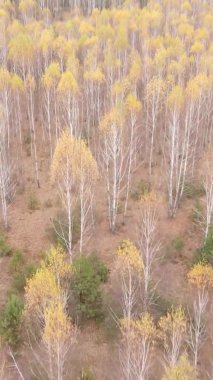 Ukrayna 'da bir sonbahar gününde bir orman manzarasının dikey videosu
