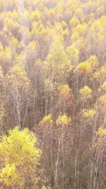 Ukrayna 'da bir sonbahar gününde bir orman manzarasının dikey videosu