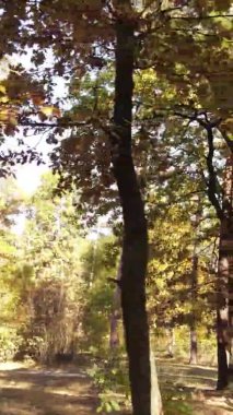 Ukrayna 'da bir sonbahar gününde bir orman manzarasının dikey videosu