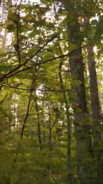 Ukrayna 'da bir sonbahar gününde bir orman manzarasının dikey videosu