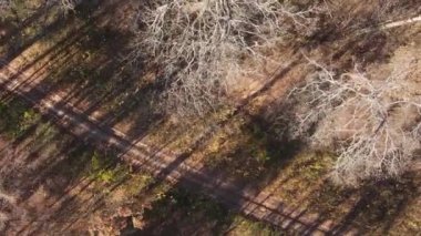 Ukrayna 'da bir sonbahar gününde bir orman manzarasının dikey videosu