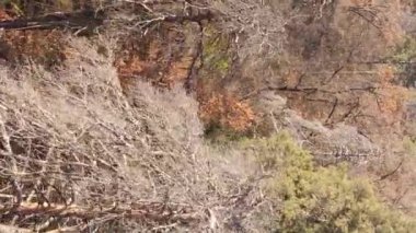 Gündüz Ukrayna 'daki bir sonbahar ormanının dikey videosu