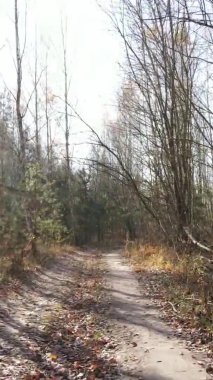 Gündüz Ukrayna 'daki bir sonbahar ormanının dikey videosu