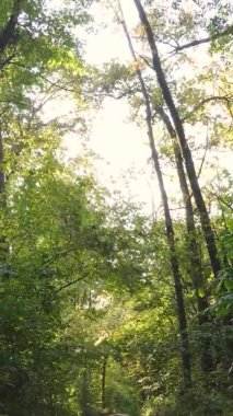 Gündüz Ukrayna 'daki bir sonbahar ormanının dikey videosu