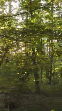 Gündüz Ukrayna 'daki bir sonbahar ormanının dikey videosu