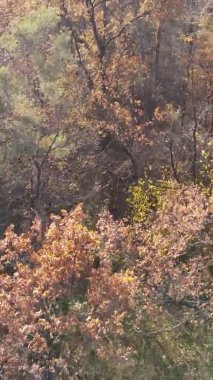 Gündüz Ukrayna 'daki bir sonbahar ormanının dikey videosu