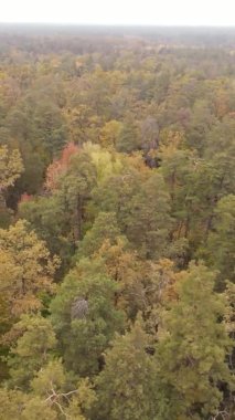 Gündüz Ukrayna 'daki bir sonbahar ormanının dikey videosu
