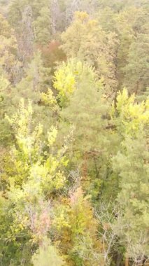 Gündüz Ukrayna 'daki bir sonbahar ormanının dikey videosu