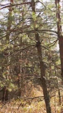 Gündüz Ukrayna 'daki bir sonbahar ormanının dikey videosu