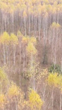 Gündüz Ukrayna 'daki bir sonbahar ormanının dikey videosu