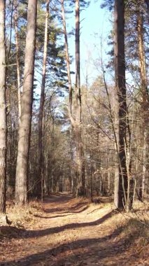 Gündüz Ukrayna 'daki bir sonbahar ormanının dikey videosu