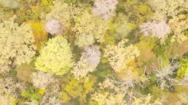 Gündüz Ukrayna 'daki bir sonbahar ormanının dikey videosu