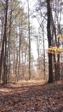 Gündüz Ukrayna 'daki bir sonbahar ormanının dikey videosu