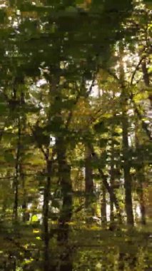 Gündüz Ukrayna 'daki bir sonbahar ormanının dikey videosu