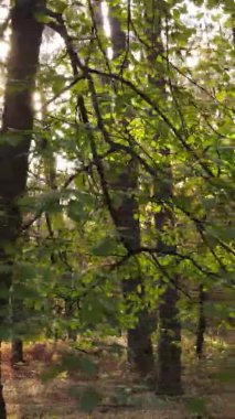 Gündüz Ukrayna 'daki bir sonbahar ormanının dikey videosu