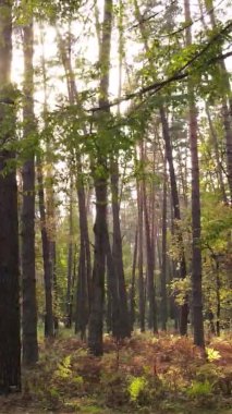 Gündüz Ukrayna 'daki bir sonbahar ormanının dikey videosu