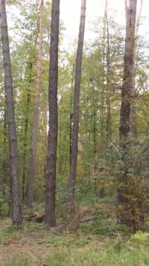 Gündüz Ukrayna 'daki bir sonbahar ormanının dikey videosu