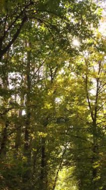 Gündüz Ukrayna 'daki bir sonbahar ormanının dikey videosu