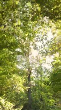 Gündüz Ukrayna 'daki bir sonbahar ormanının dikey videosu