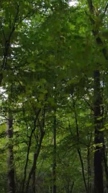 Gündüz Ukrayna 'daki bir sonbahar ormanının dikey videosu