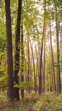 Gündüz Ukrayna 'daki bir sonbahar ormanının dikey videosu