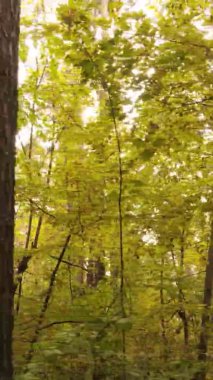 Gündüz Ukrayna 'daki bir sonbahar ormanının dikey videosu