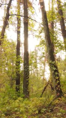 Gündüz Ukrayna 'daki bir sonbahar ormanının dikey videosu