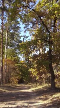 Gündüz Ukrayna 'daki bir sonbahar ormanının dikey videosu