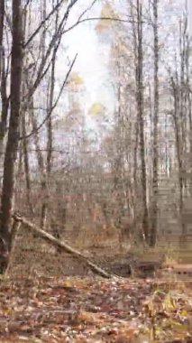 Gündüz Ukrayna 'daki bir sonbahar ormanının dikey videosu