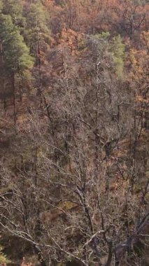 Gündüz Ukrayna 'daki bir sonbahar ormanının dikey videosu