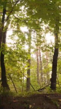 Gündüz Ukrayna 'daki bir sonbahar ormanının dikey videosu