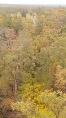 Gündüz Ukrayna 'daki bir sonbahar ormanının dikey videosu