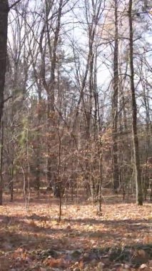 Gündüz Ukrayna 'daki bir sonbahar ormanının dikey videosu