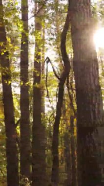 Gündüz Ukrayna 'daki bir sonbahar ormanının dikey videosu