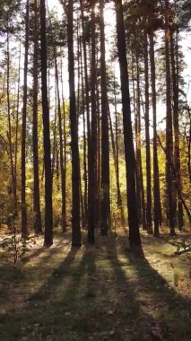 Gündüz Ukrayna 'daki bir sonbahar ormanının dikey videosu